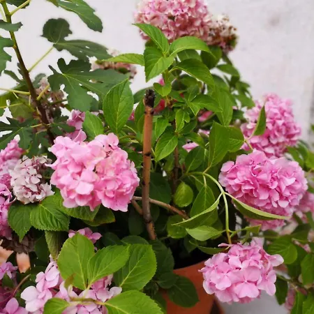 Pobri Матульи